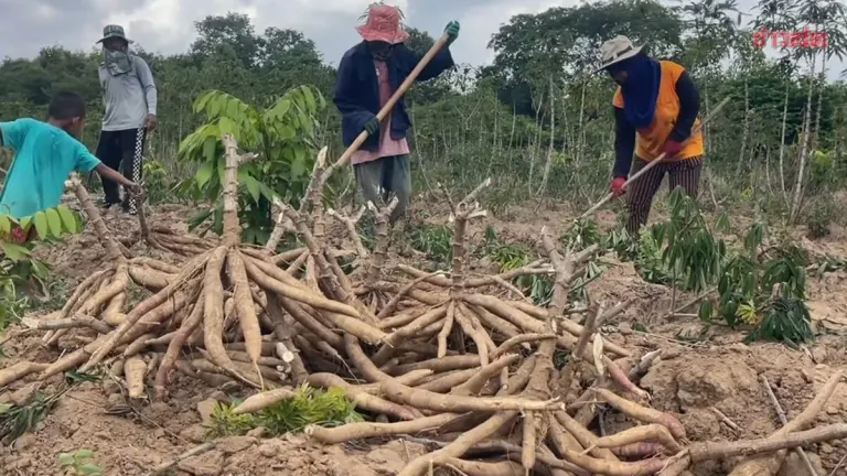 Panomdongruek residents celebrate rising cassava prices after border checkpoint closure blocks Cambodian imports