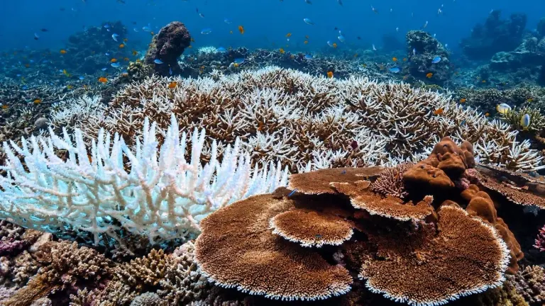 Thai Marine Agency Plans Strategy to Combat Ocean Heatwaves