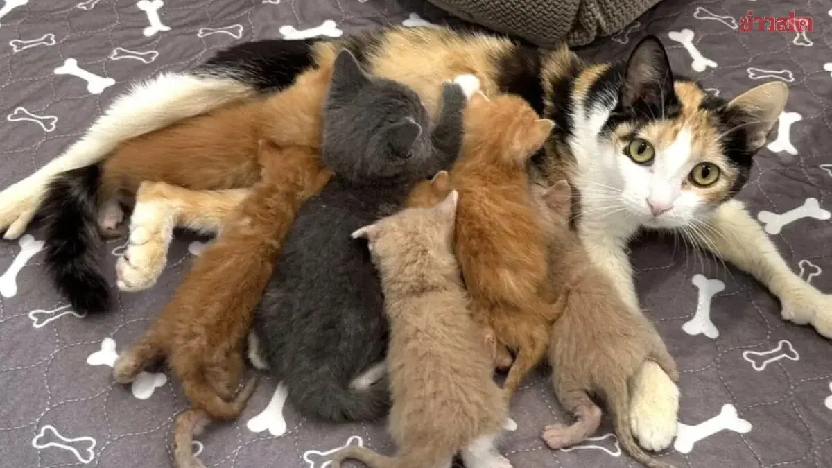 From Mother of One to Mother of Seven: Kindhearted Cat Adopts Orphaned Kittens