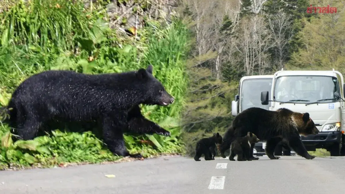 First Death of the Year: Woman Killed in Bear Attack in Japan as Authorities Rush to Investigate Two More Deaths