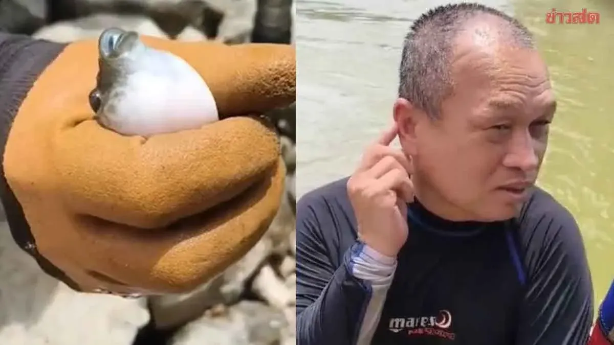 Diver Bitten By Protective Piranhas While Searching Mae Klong River