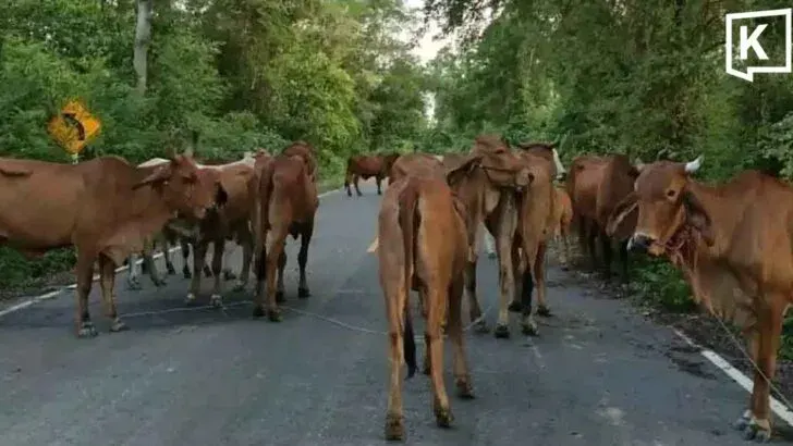 Thai officials seize 43 cattle near Cambodia border