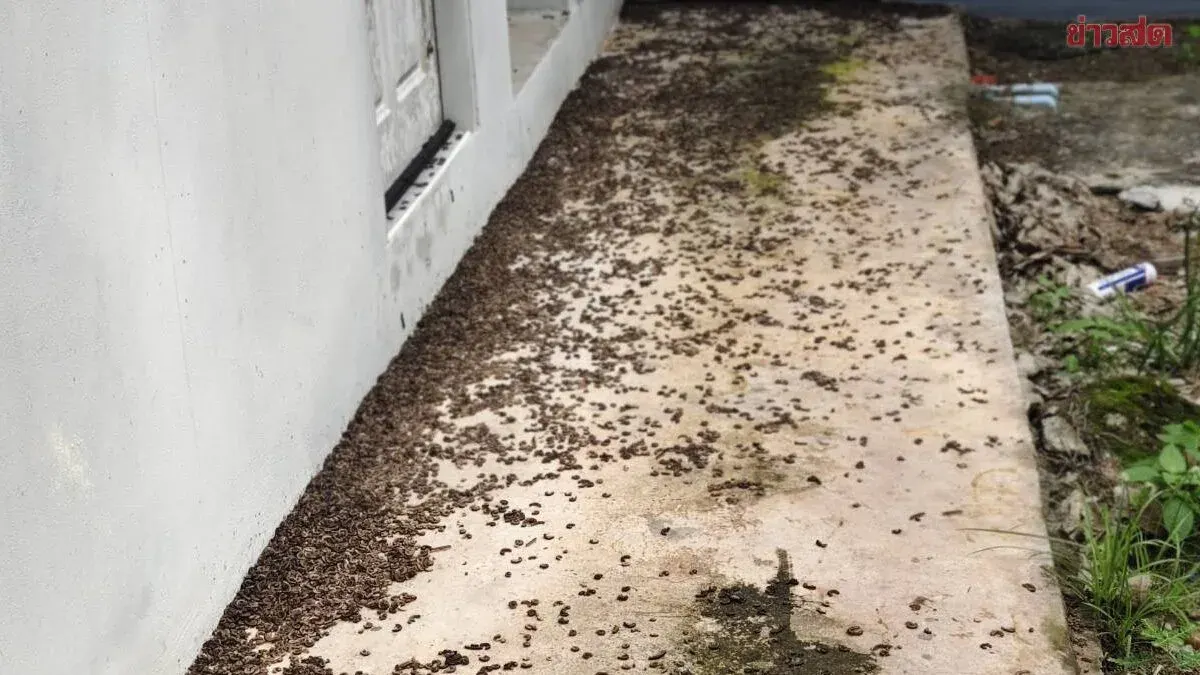 School Overrun By Millions Of Insects, Parents Alarmed