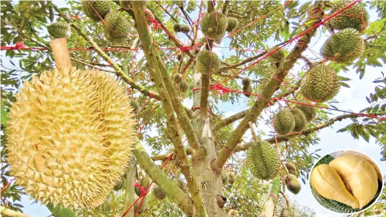 Diverse Approaches – Accelerating 'Khorat Durian' Production: Farmers' Strategy to Lock in Prices Before Market Saturation