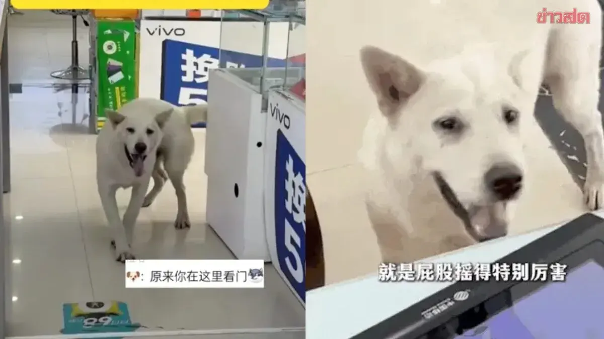 Adorable: Puppy Remembers Owner's Workplace After Just One Walk, Now Visits Daily
