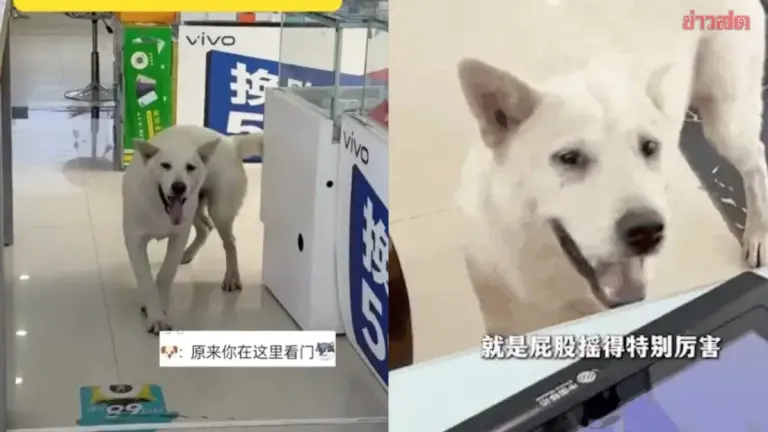 Adorable: Puppy Remembers Owner's Workplace After Just One Walk, Now Visits Daily
