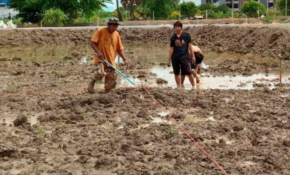 Wat Phai Luang Cultivates Pasture for Cattle and Buffalo While Continuing Animal Rescue Mission, Teaching Compassion Through Animal Care