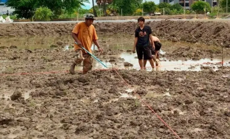 Wat Phai Luang Cultivates Pasture for Cattle and Buffalo While Continuing Animal Rescue Mission, Teaching Compassion Through Animal Care