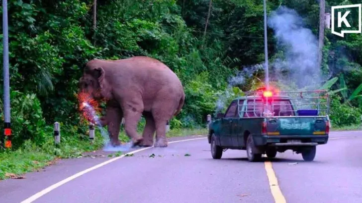 Animal Welfare Groups Call for Probe Into Elephant Firecracker Incident