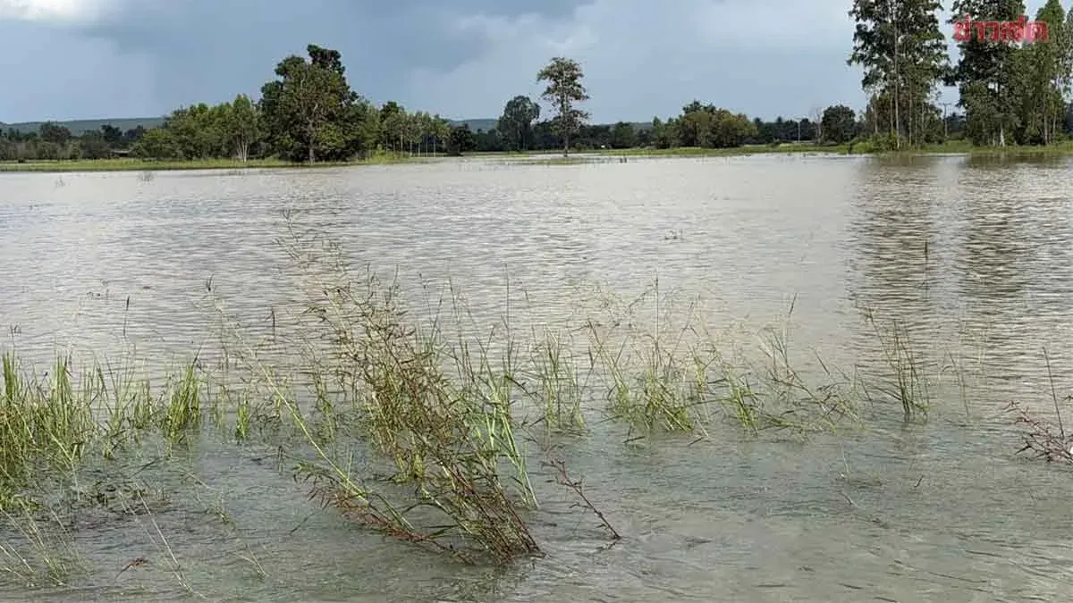 Heavy Rain Floods Roads in Buriram, Threatens Rice Crops