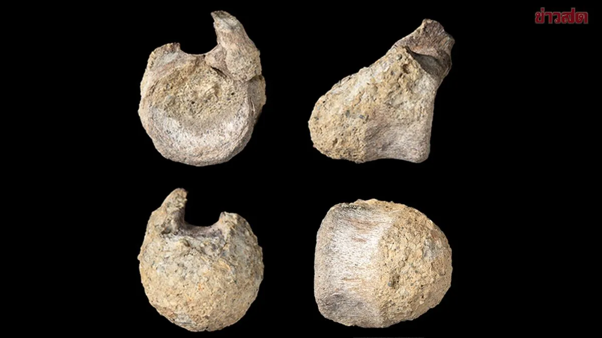 Forgotten Dinosaur Fossil Discovered After 40 Years