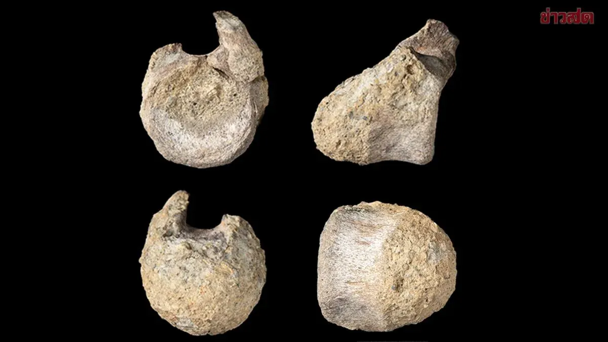 Forgotten Dinosaur Fossil Discovered After 40 Years