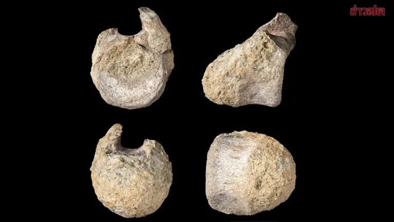 Forgotten Dinosaur Fossil Discovered After 40 Years