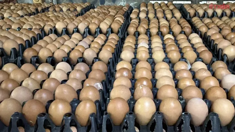 Egg Prices Surge 5 Baht Per Tray Amid Supply Shortage