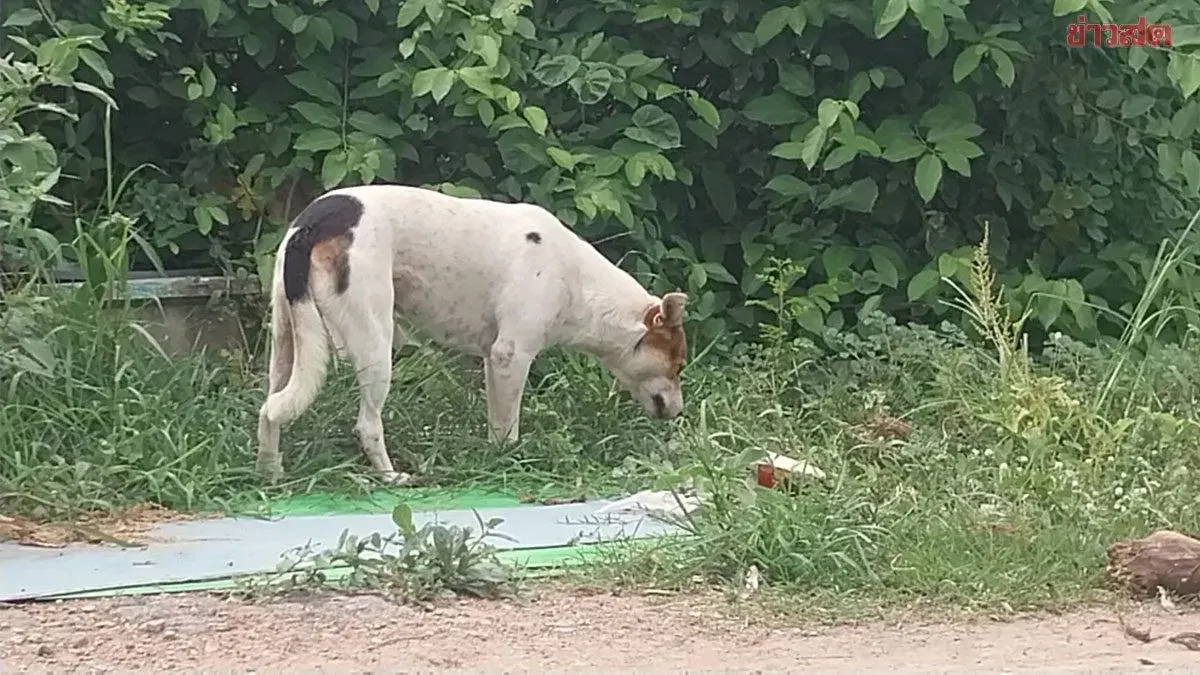 Pathum Thani Declares Rabies Control Zone After Stray Dog Tests Positive