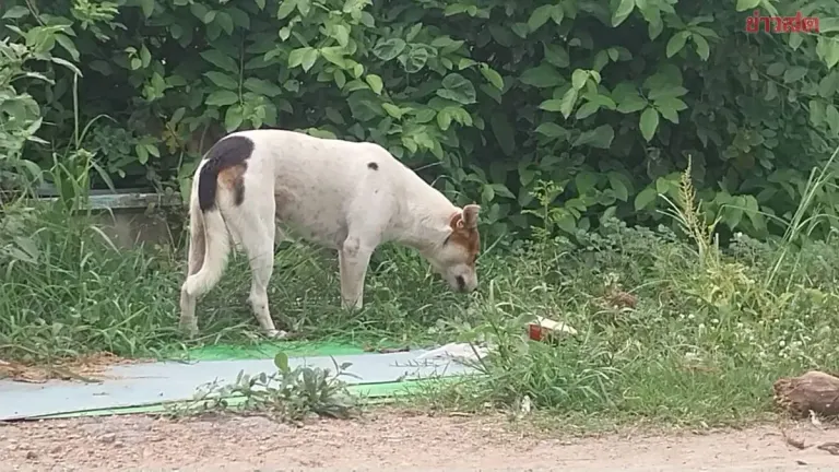 Pathum Thani Declares Rabies Control Zone After Stray Dog Tests Positive