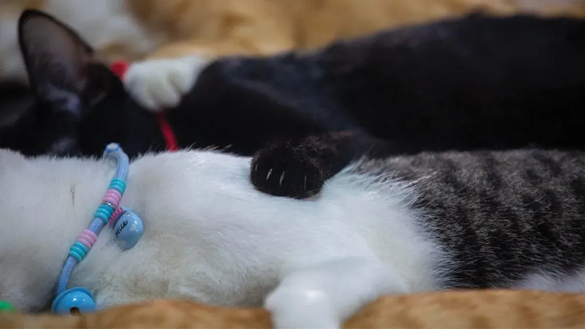 Temple Launches Mobile Cat Shelter Program