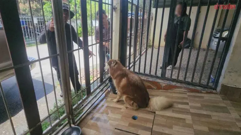 Animal Welfare Group Rescues Abandoned Husky, Seeks New Home