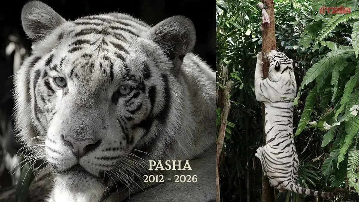 Singapore Zoo Euthanizes Elderly Bengal Tiger After Cancer Battle