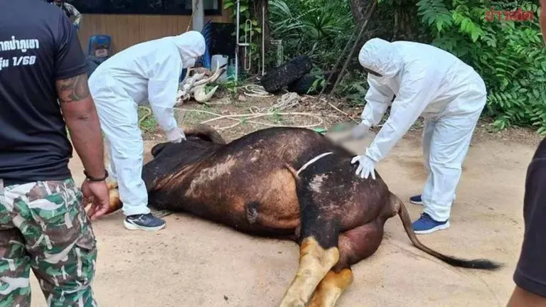 Wild Bull Dies After Trapped in Snare at Khao Sam Roi Yot