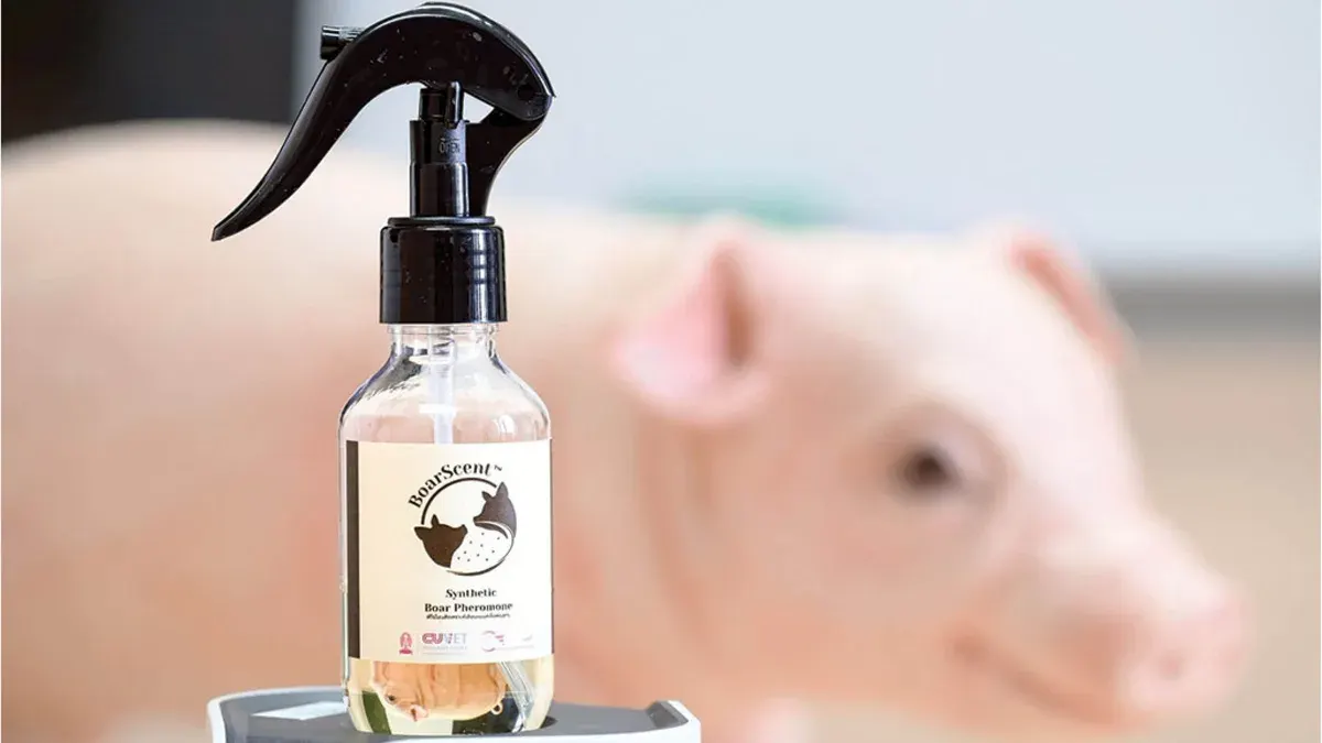 Chulalongkorn Researchers Develop World's First Synthetic Boar Pheromone