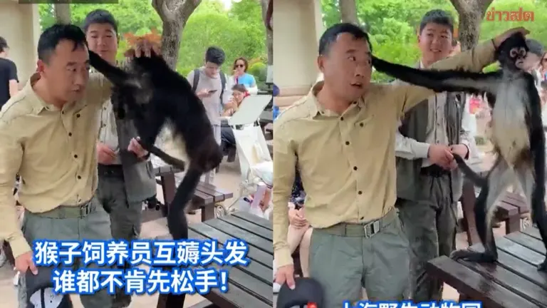 Playful Spider Monkey Gets Into Hair-Pulling Showdown with Zoo Staff, Revealed to Be the Park's Star Attraction