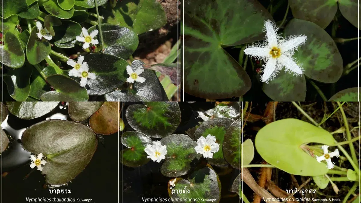 Thai Researchers Discover Five New Water Lily Species