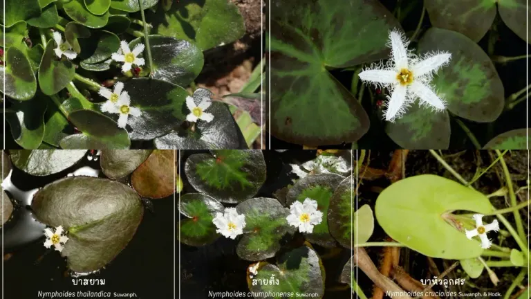 Thai Researchers Discover Five New Water Lily Species