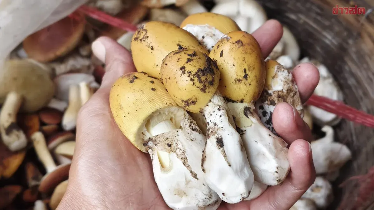 Monsoon Mushroom Harvest Brings Income to Nakhon Ratchasima Villagers