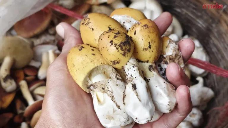 Monsoon Mushroom Harvest Brings Income to Nakhon Ratchasima Villagers