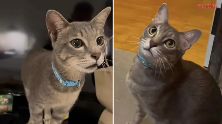 Taiwan Tourist's Lost Cat Found Dead After Dog Attack