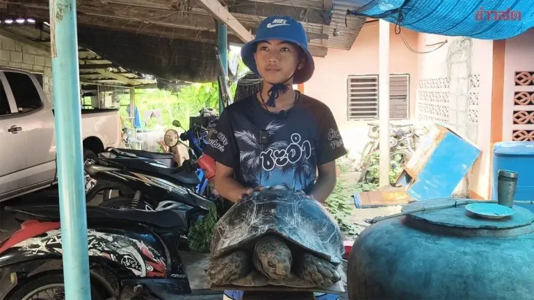 Rare Six-Legged Turtle Sparks Lottery Number Frenzy