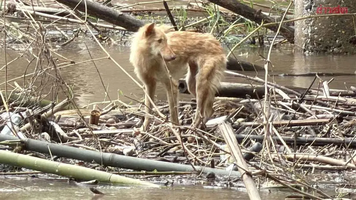 Rescue Team Saves Stray Dog Clinging to Driftwood in Fast River