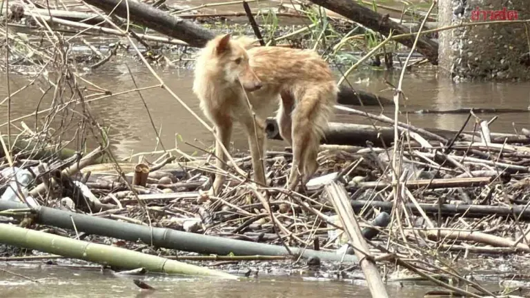 Rescue Team Saves Stray Dog Clinging to Driftwood in Fast River
