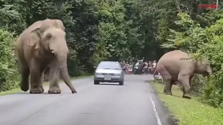 Retired Official Speeding Near Elephants Faces Wildlife Crime Charges