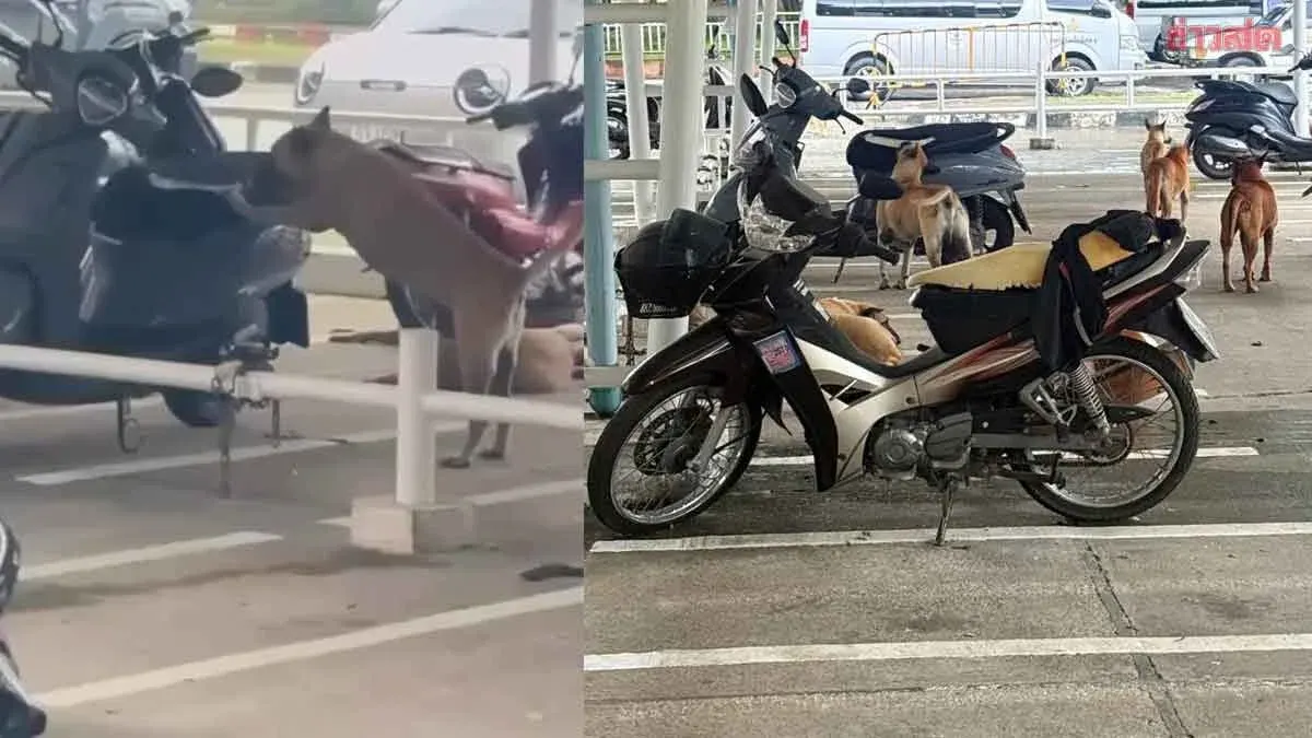 Stray Dogs Damage Motorcycles at Chiang Mai City Hall