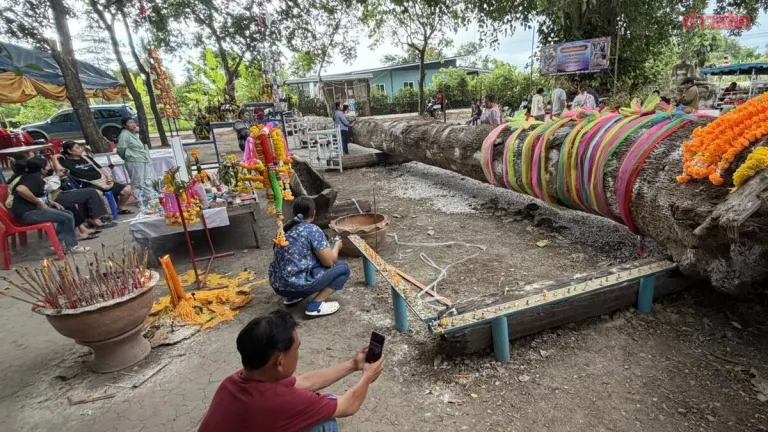 Ancient Golden Teak Tree Draws Lottery Seekers to Kamphaeng Phet Temple