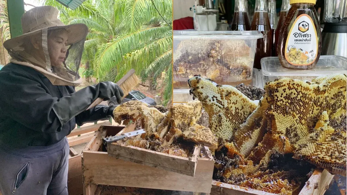 Cavity Bee Farming Brings Steady Income for Trang Farmer
