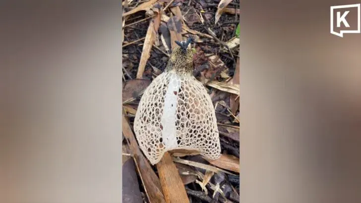Rare Bridal Veil Mushroom Spotted in Phayao Forest