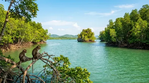 What the Koh Lanta bridge has to cross: mangroves, macaques and a non-hunting area