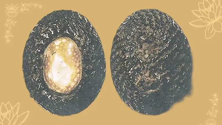 Luang Pho Pak’s Legacy Lives On Through Sacred Amulets