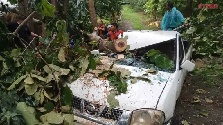 Heavy Rain, Strong Winds Fell Tree Onto Pickup Truck