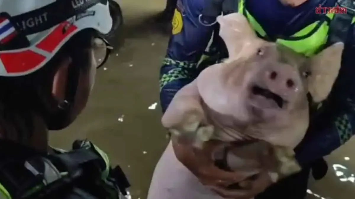 Rescue Team Evacuates 40 Pigs From Rising Floodwaters