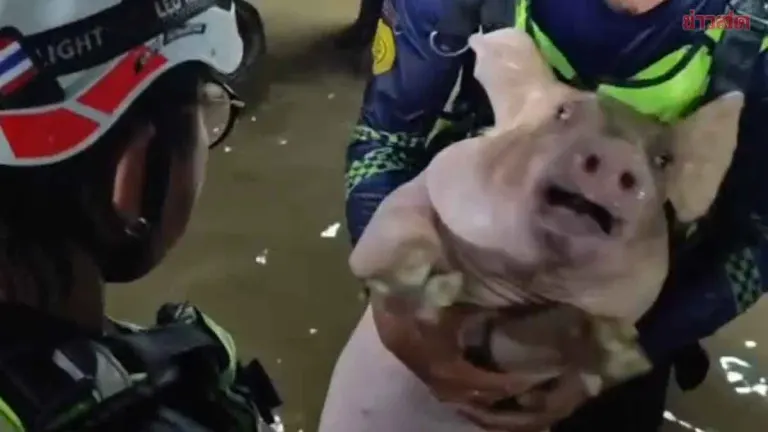 Rescue Team Evacuates 40 Pigs From Rising Floodwaters
