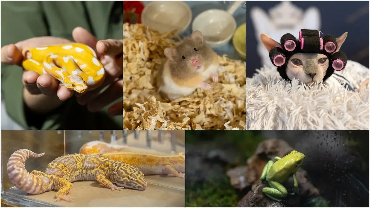 Grand Exotic Pet Show Opens at Siam Paragon