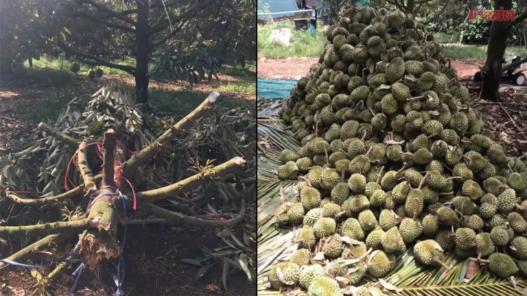 Heartbroken Durian Farmer Watches 4 Tons of Fruit Destroyed as Storm Strikes Just Before Harvest