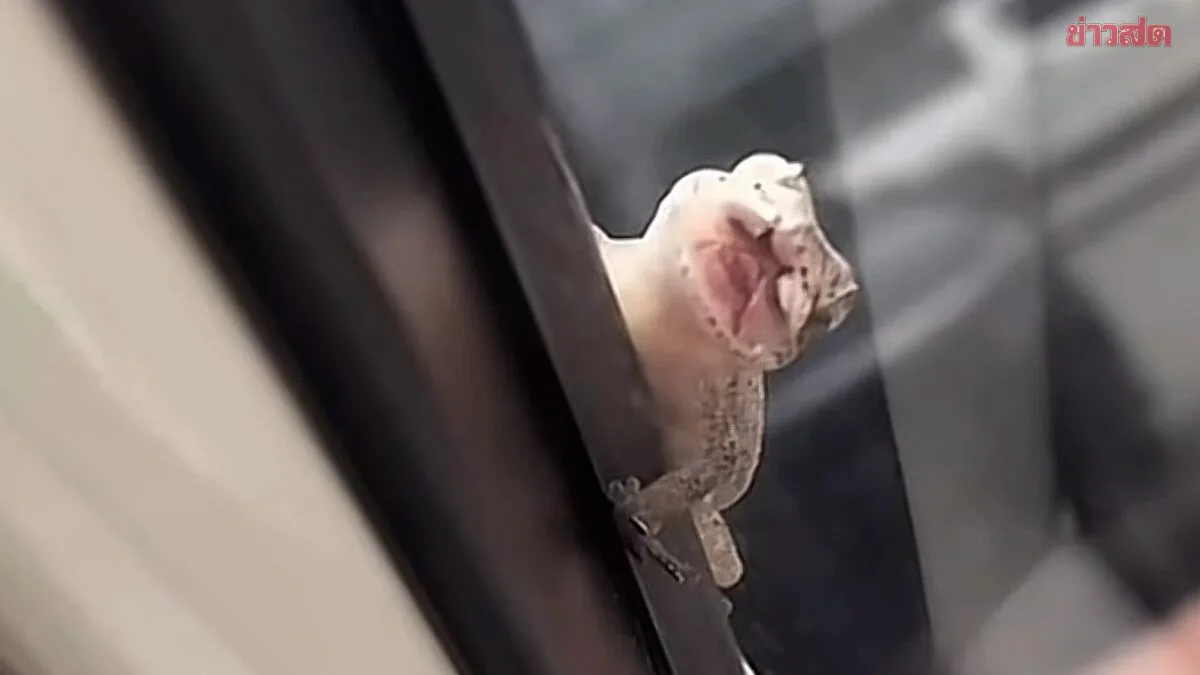 People Ask for License Plate Number After Strange Lizard Clings to Car Window with Creepy Smile