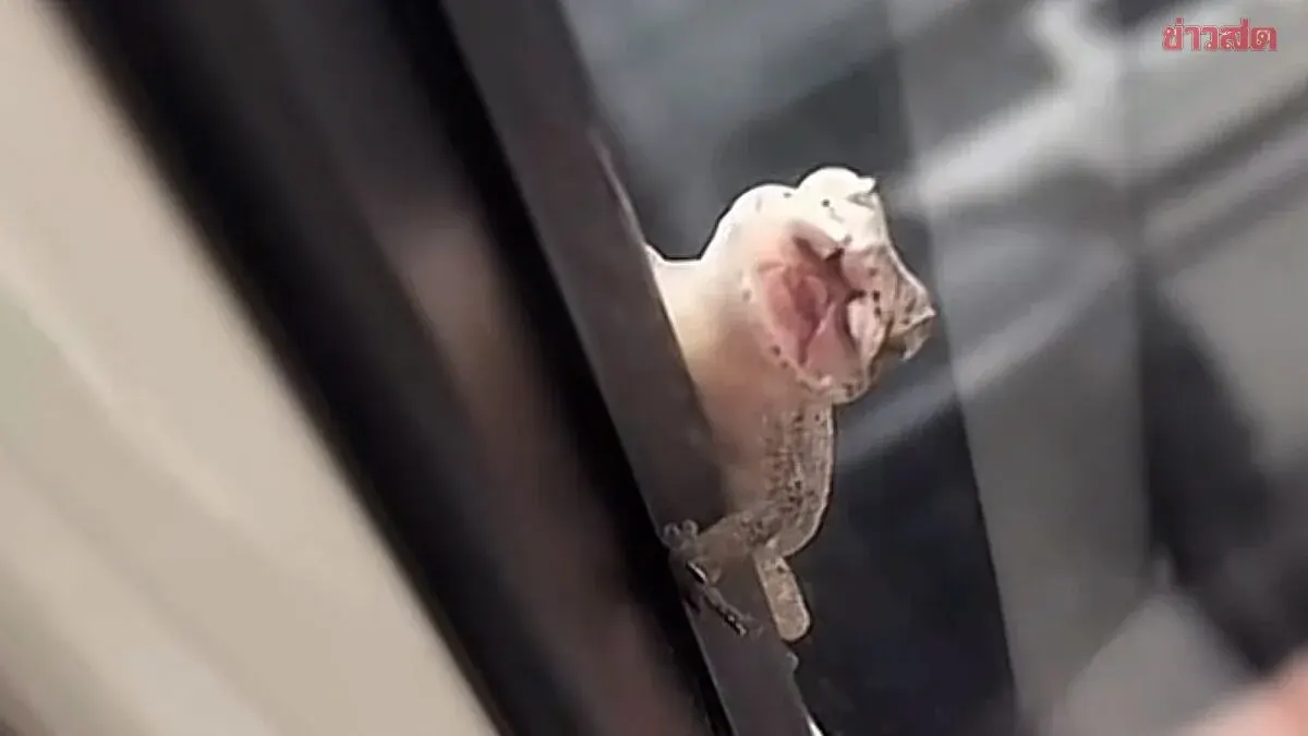 People Ask for License Plate Number After Strange Lizard Clings to Car Window with Creepy Smile