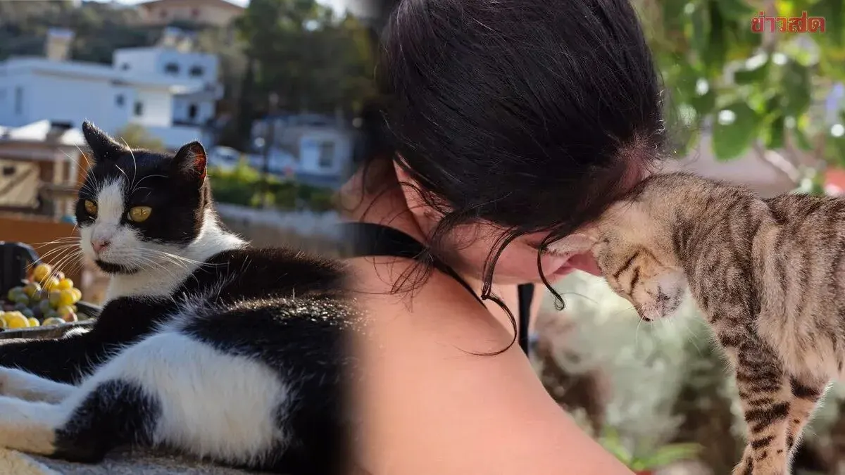 Greek Island Seeks Cat-Loving Volunteers: Free Housing and Breakfast in Exchange for Care Work