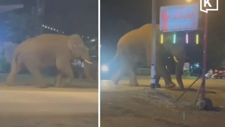 Wild Elephant Wanders Through Community Near Khao Yai